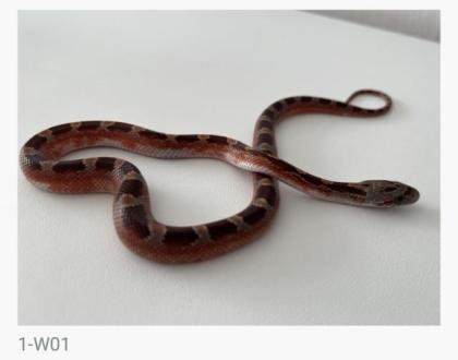 Bloodred Pied Sided het. Hypo Kornnattern Jungtiere Nachzuchten 2022