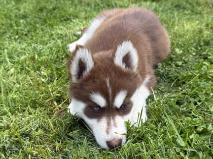 Sibirische Husky-Welpen 8 Wochen alt, geimpft entwurmt
