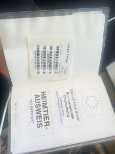 Reinrassiger, sanfter Pomerenien sucht neues zu Hause,