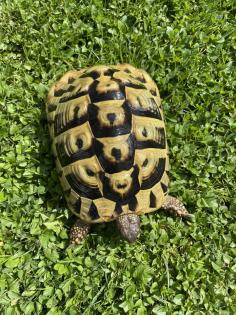 2 weibliche griechische Landschildkröten 12 und 14 Jahre alt