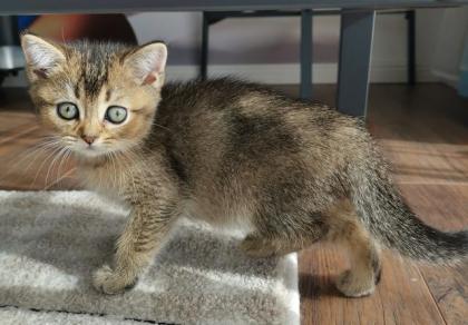 BKH kitten
