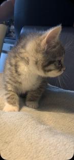 Kleines Bkh Mix Katerchen sucht zu Hause