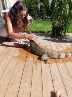 Reptilien-kleinanzeigen. net