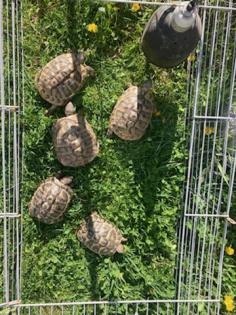 5 griechische Landschildkröten THB Zuchtgruppe