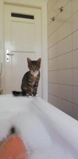 Deckkater gesucht