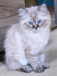 Zuckersüße Ragdoll Kitten