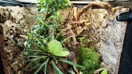 Terrarium Exoterra mit Unterschrank