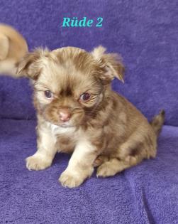 Süsse Chihuahuawelpen