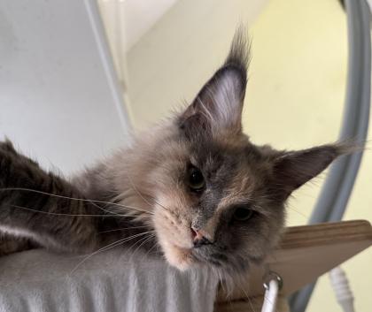 Traumkatze sucht Traumzuhause
