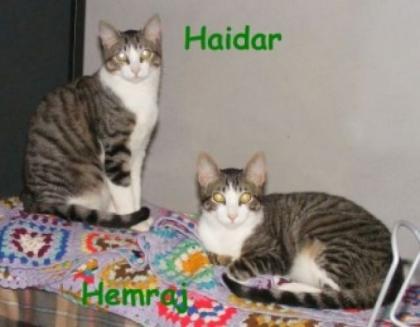 Haidar Hemraj ein eingespieltes Team