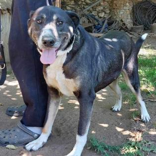 Wanja sucht ein Zuhause
