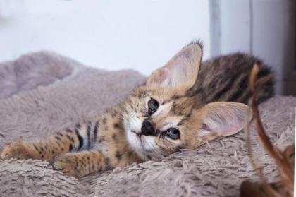Serval Kitten