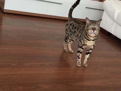 Kastrierter Bental Kater