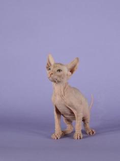 Reinrassige Sphynx Kitten Don