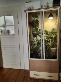 Terrarium mit jemen Chamäleon