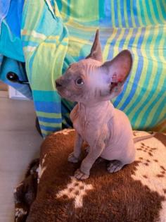 Canadian Sphynx Kitten,