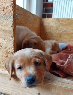 Unsere süßen Labrador Welpen