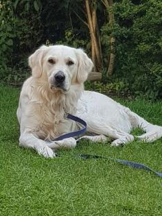 Golden Retriever Deckrüde kein Verkauf erfahren