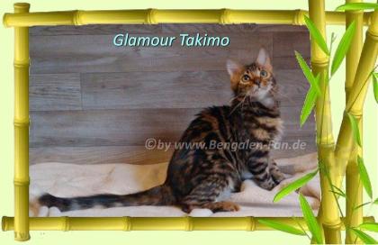 Cahsmere Bengal Kater sehr lieb pfiffig Evtl. sogar mit Zuchtfreigabe