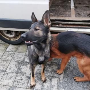 Schäferhund Malinois