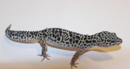 Leopardgeckos