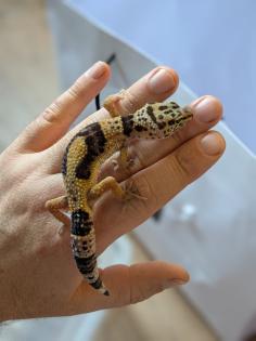 Leopardgeckos / Geckos aus Rostock