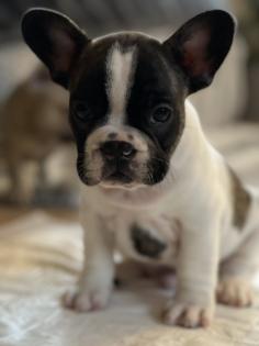 Französische Bulldogge Welpen