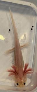 Axolotl Nachwuchs aus eigener Nachzucht