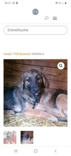 Tolle Welpen, Junghunde Hundesenioren