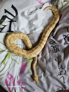 1. 0 Coral Glow poss Creme
