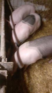Schweine zu verkaufen