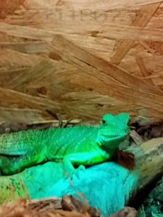 Zwei wasseragame Handzahm