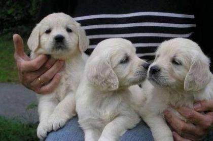 Golden - Retriever Welpen Rüden zu verkaufen