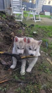 Reinrassige Sibirien Husky