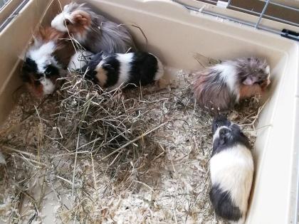 Junge Meerschweine boeckchen glatt, rosetten, Rex, Texel.