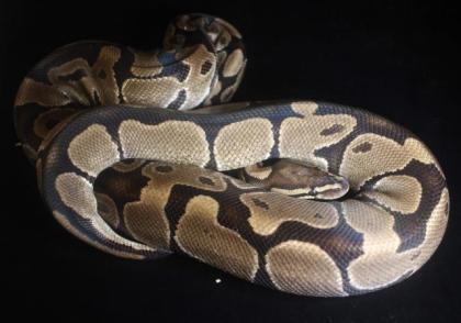 Königdpythons Adult, Alle Proven Breeder