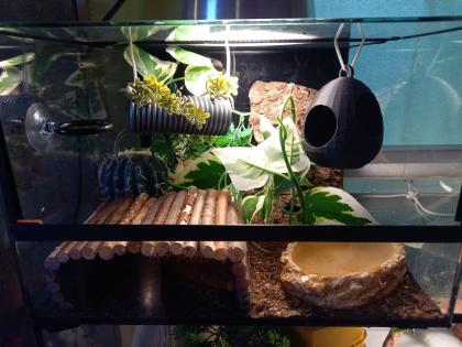 Höckerkopfgecko 0. 0. 1 mit Terrarium