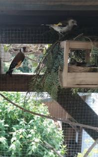 Stieglitz Major wildfarbene Jungvögel