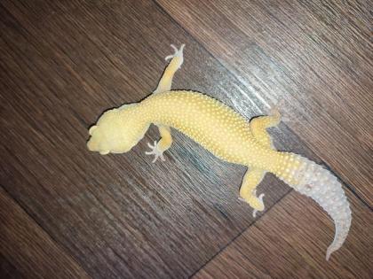 Leopardgecko Terrarium und Zubehör