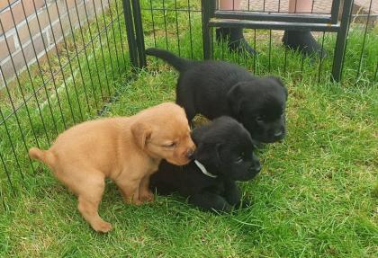 Labradorwelpen suchen ein Zuhause