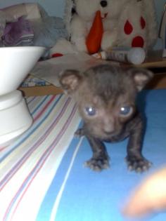 Cornish Rex Kitten SELTEN Sooo süß HH