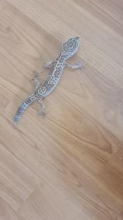 3 Leopardgecko Weibchen