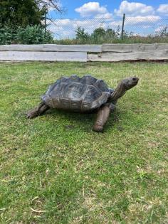 Aldabra Riesenschildkröten