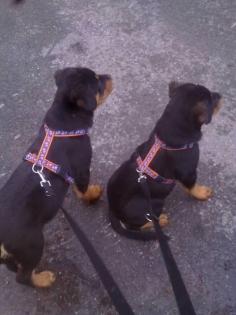 Rottweilerwelpen 13 Wochen Mädels
