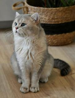 BKH Mix Katze Kitten