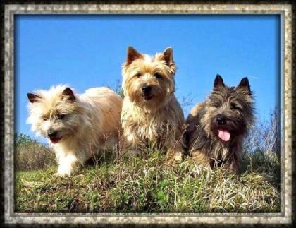 Cairn-Terrier Welpen von der Iburg. einfach super