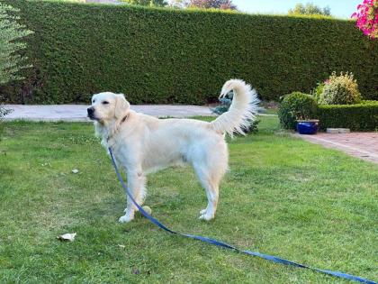Golden Retriever Deckrüde kein Verkauf erfahren