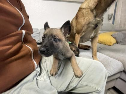11 Süße Malinois Welpen suchen ein neues Zuhause