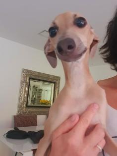 Italienische Windspiele . Italian Greyhound