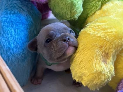 Französische Bulldogge mit Papiere